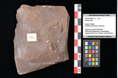Foto (Objekt + Etikett) von Plantae indet. (NHMW-GEO-2024-0188-0757a)